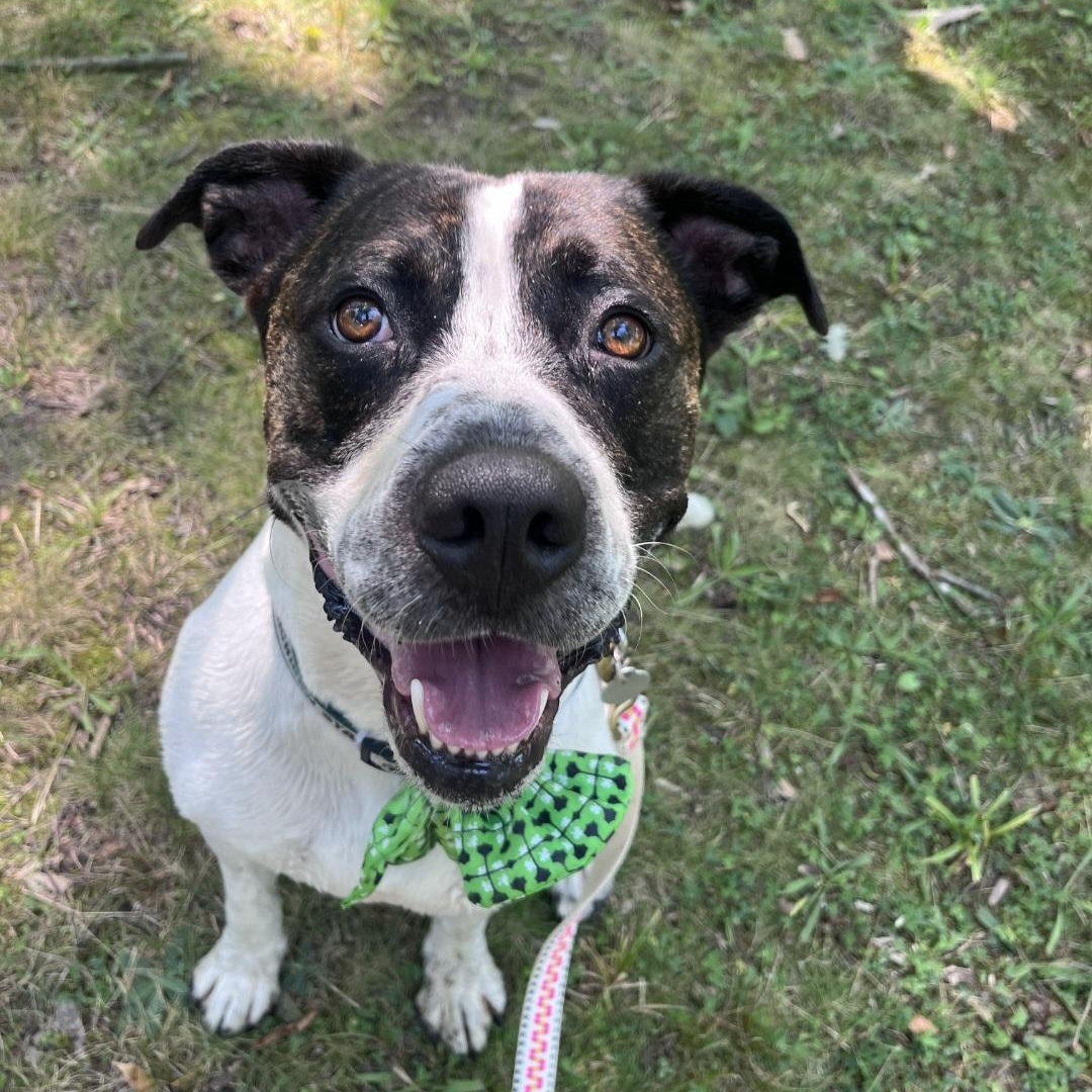 Enlarge Kings of Leon, a Adoptable mixed breed in Kalamazoo, MI image 4/4