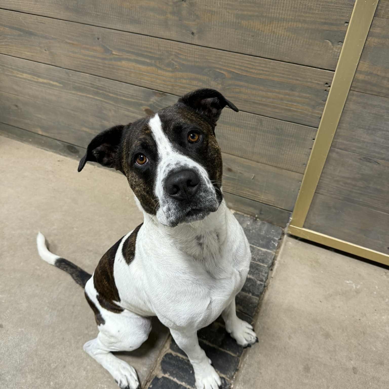 Enlarge Kings of Leon, a Adoptable mixed breed in Kalamazoo, MI image 3/4