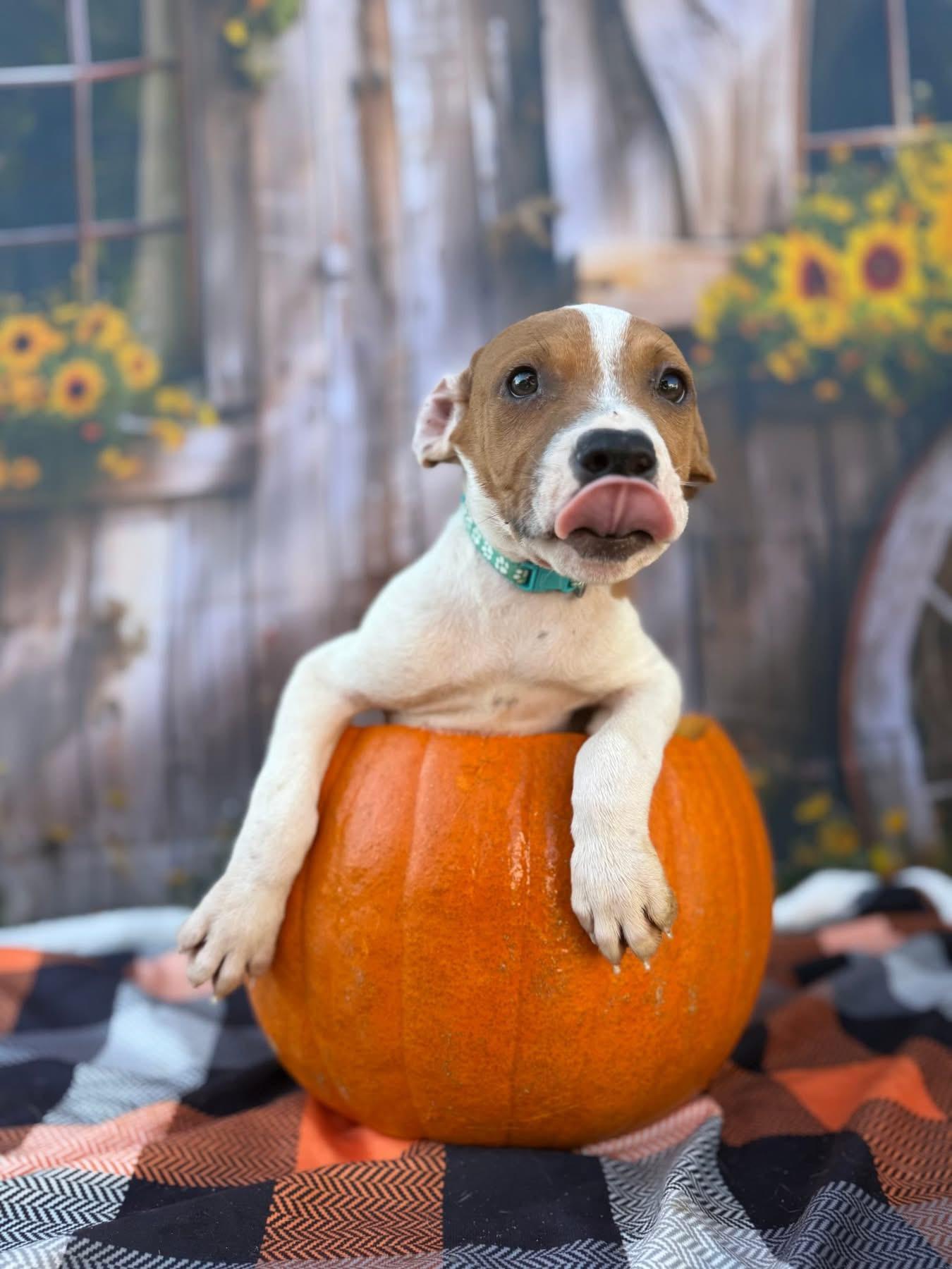 Rain, Adoptable, Puppy Male American Bulldog.