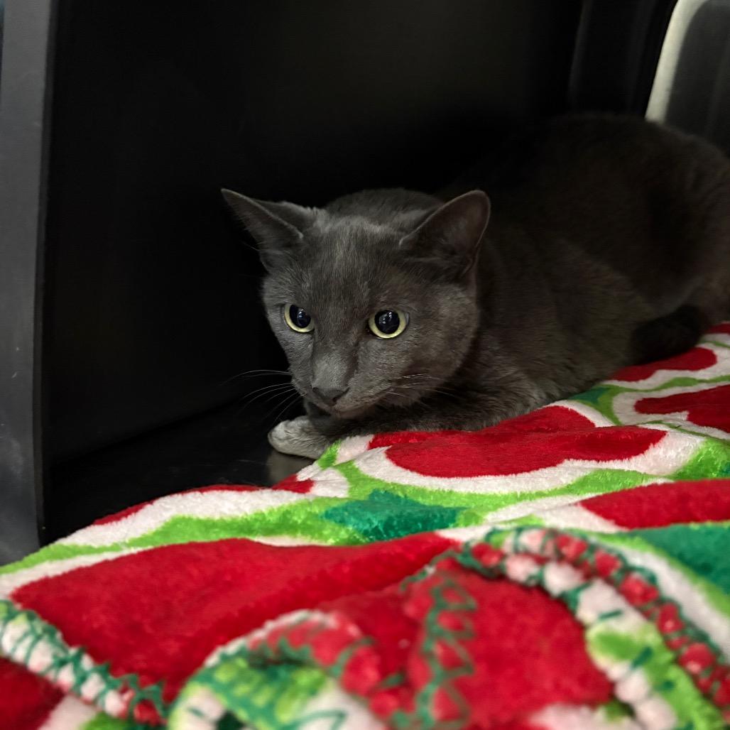 Madi, Adoptable, Adult Female Domestic Short Hair.