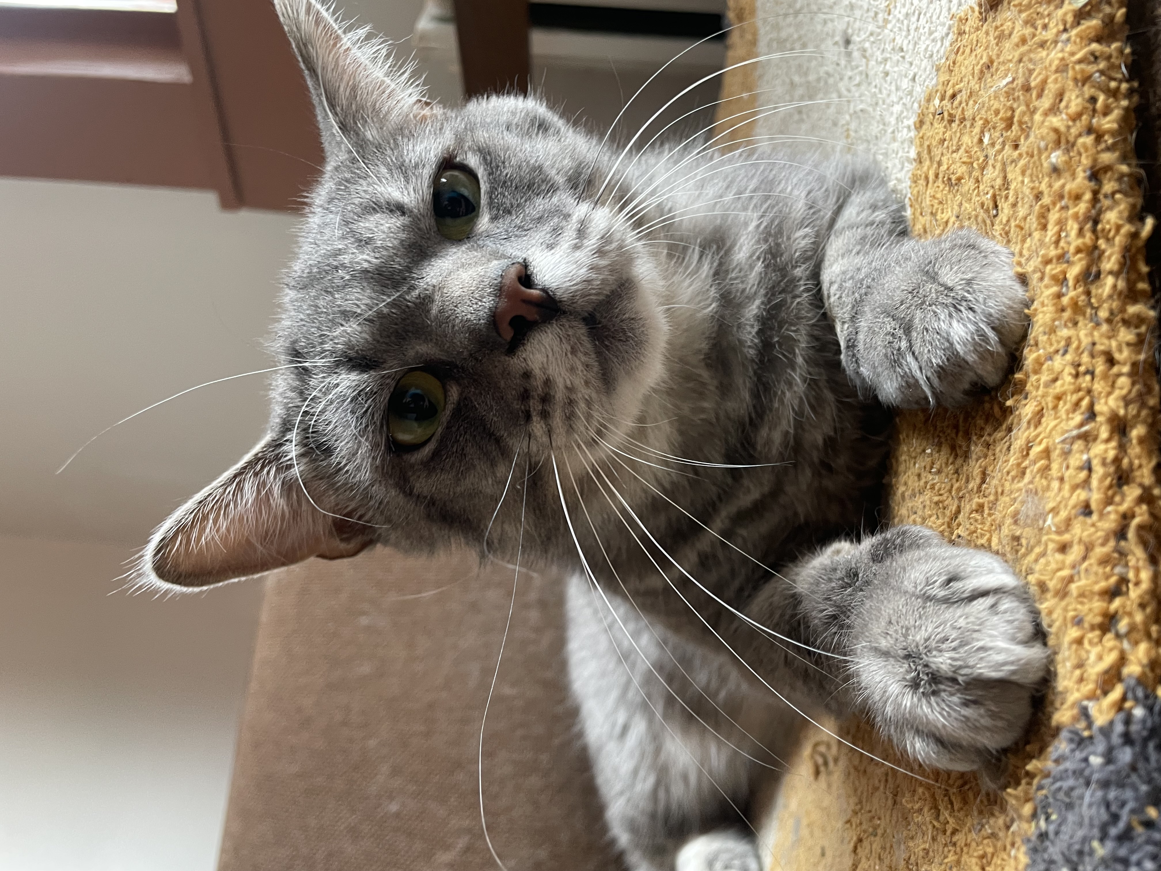 Walter, Adopted, Adult Male American Shorthair.