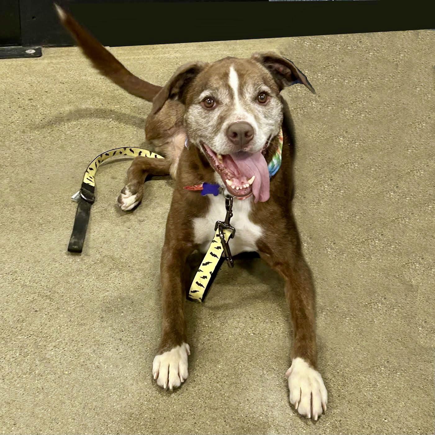 Enlarge Mojo 2025, a Adoptable mixed breed in Norwood, OH image 1/1