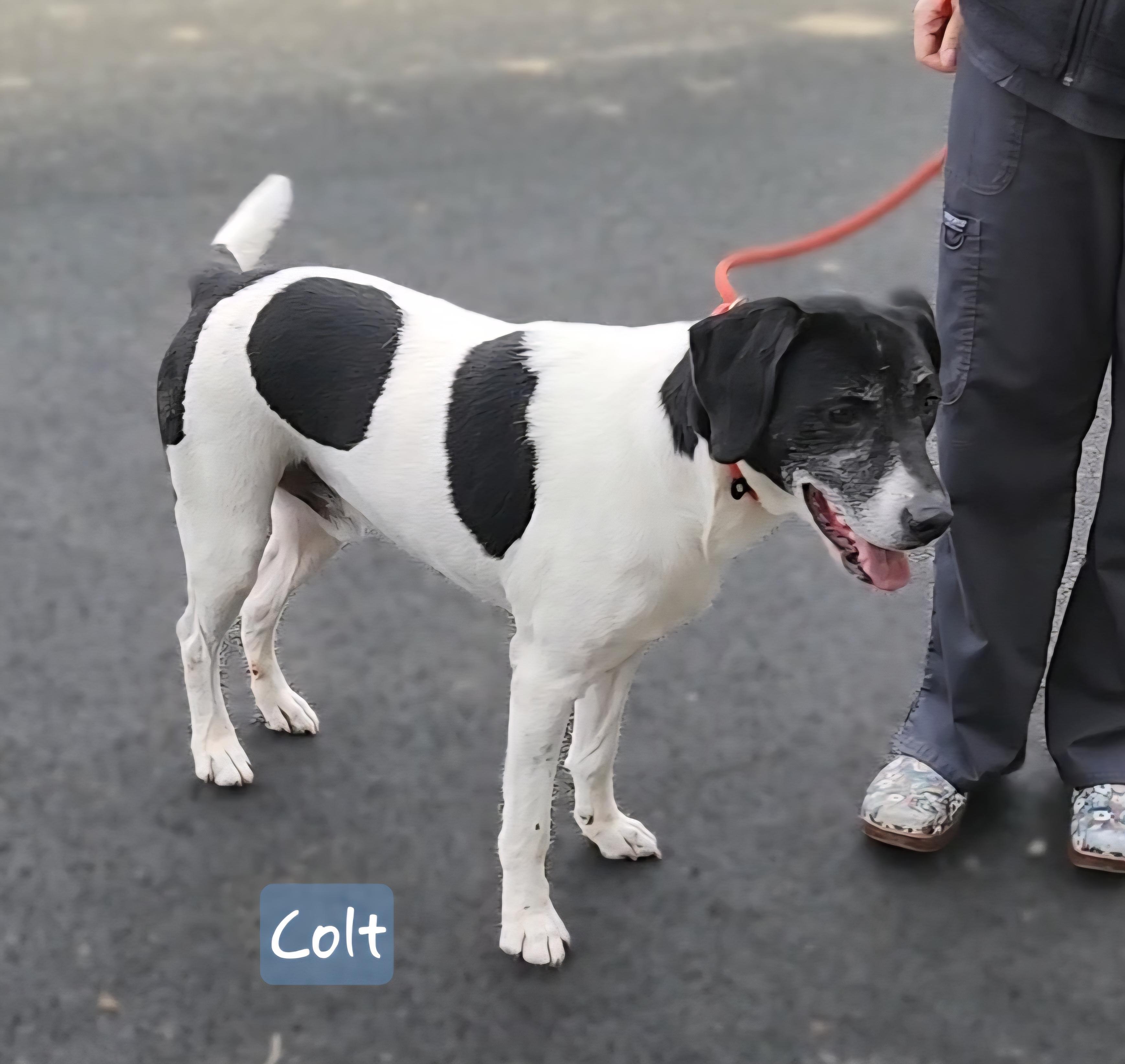 Enlarge COLT  ** Cell Dog**, a Adoptable mixed breed in Ashland, OH image 5/5