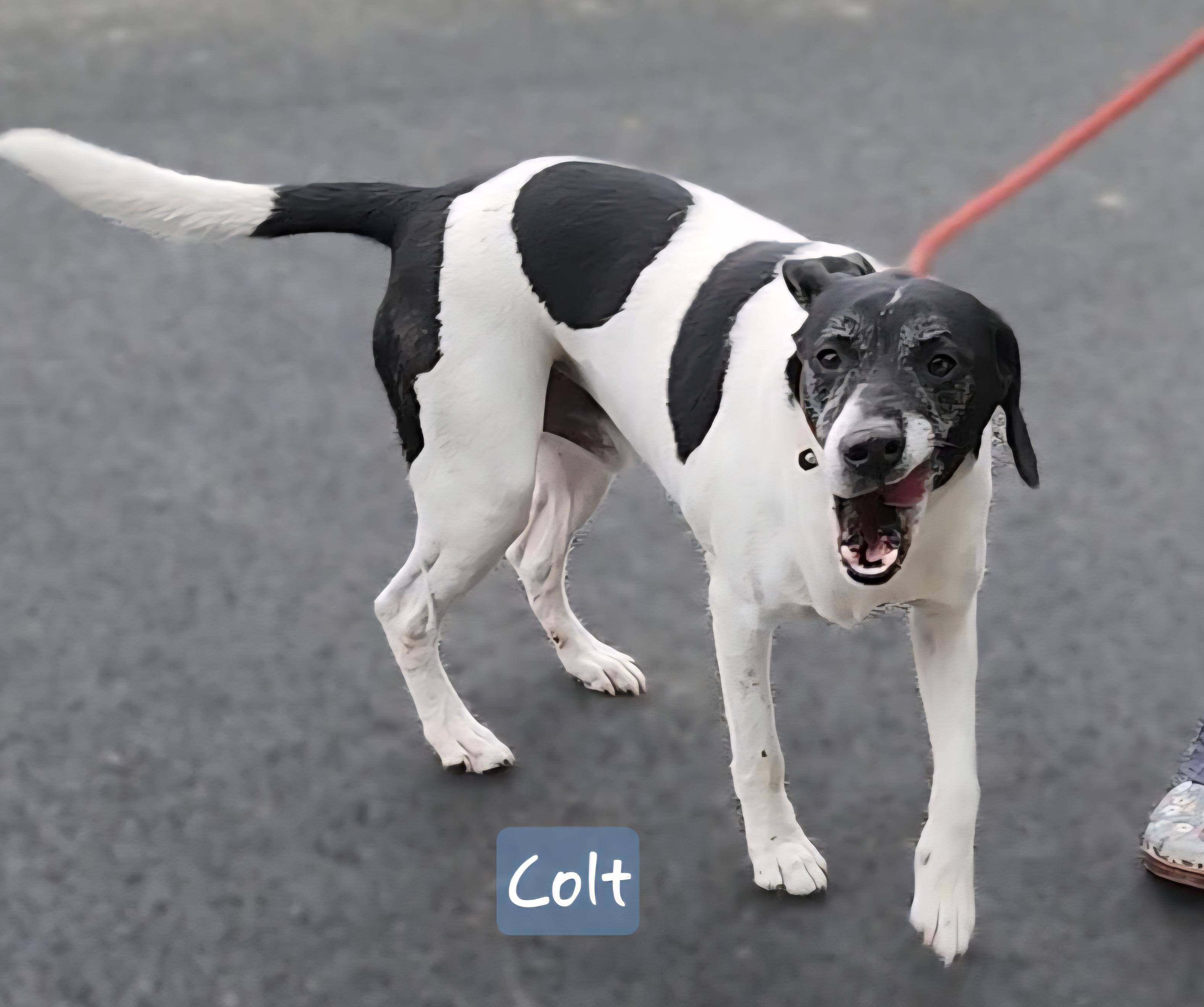 Enlarge COLT  ** Cell Dog**, a Adoptable mixed breed in Ashland, OH image 4/5