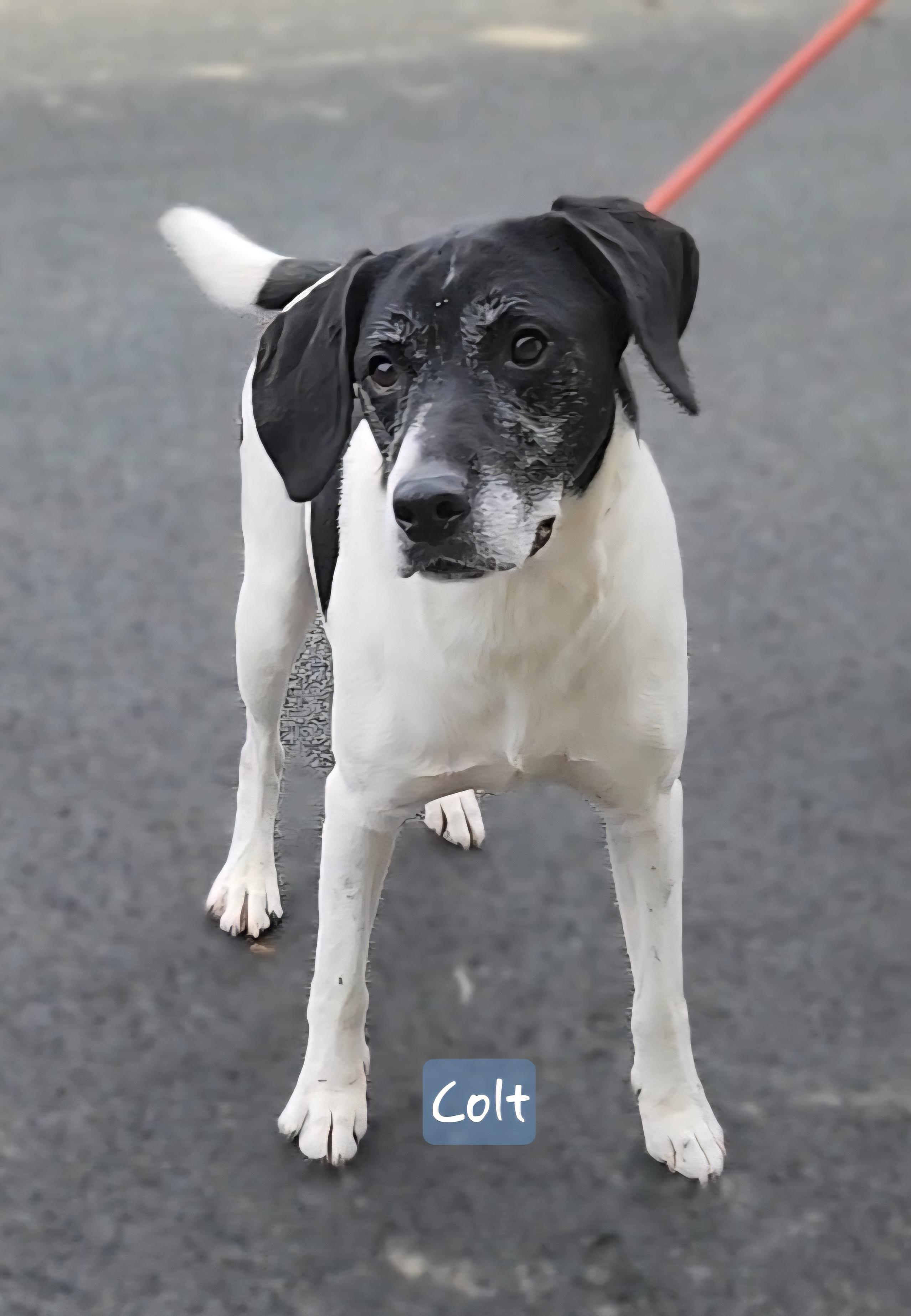 COLT  ** Cell Dog**, Adoptable, Adult Male Labrador Retriever.