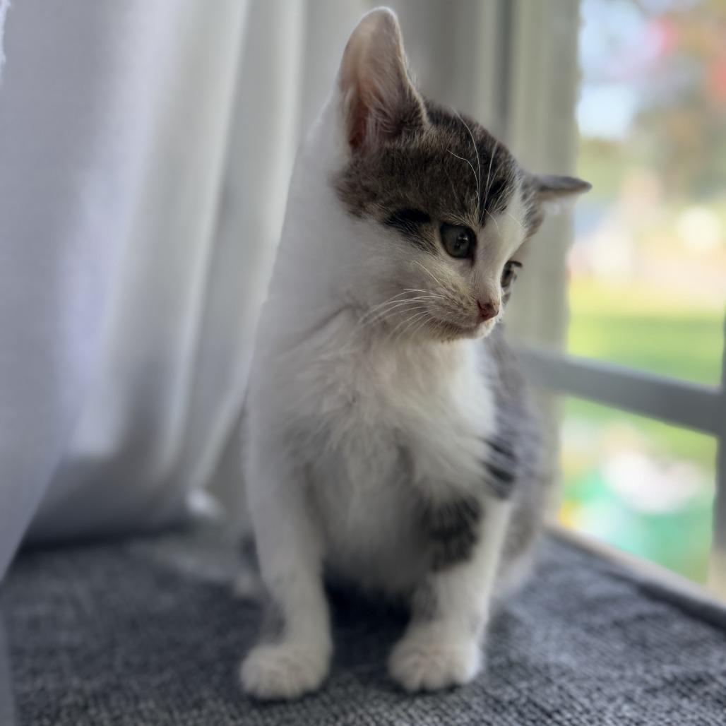Terrance, Adoptable, Kitten Male Domestic Short Hair.