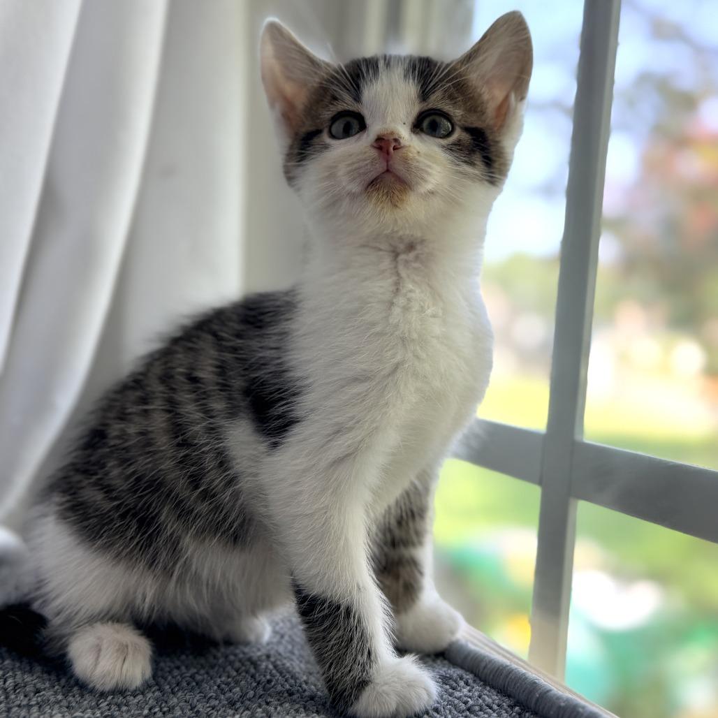Enlarge Terrance, a Adoptable Domestic Short Hair in Mebane, NC image 3/6