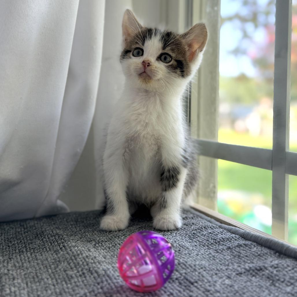Enlarge Terrance, a Adoptable Domestic Short Hair in Mebane, NC image 4/6