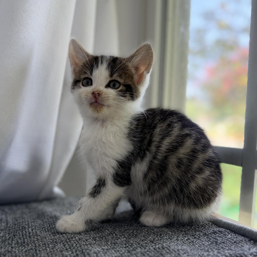 Enlarge Terrance, a Adoptable Domestic Short Hair in Mebane, NC image 6/6