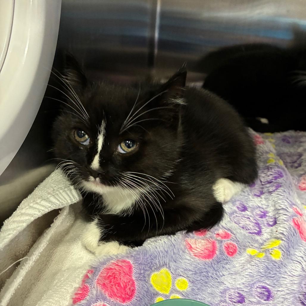 Enlarge Silly, a Adoptable Domestic Short Hair in Pensacola, FL image 1/1