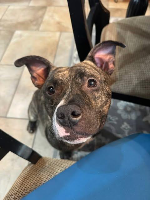 Ben Ten, a Adoptable mixed breed in Hartsville, SC image 2/5