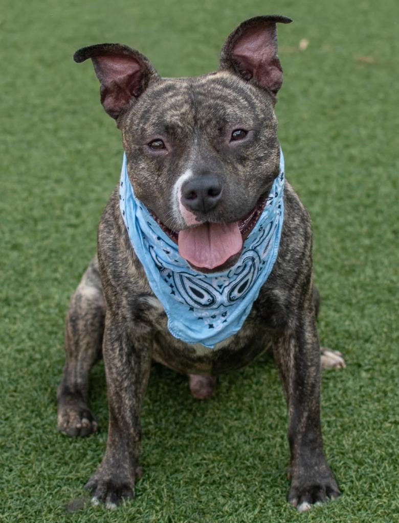 Ben Ten, a Adoptable mixed breed in Hartsville, SC image 3/5