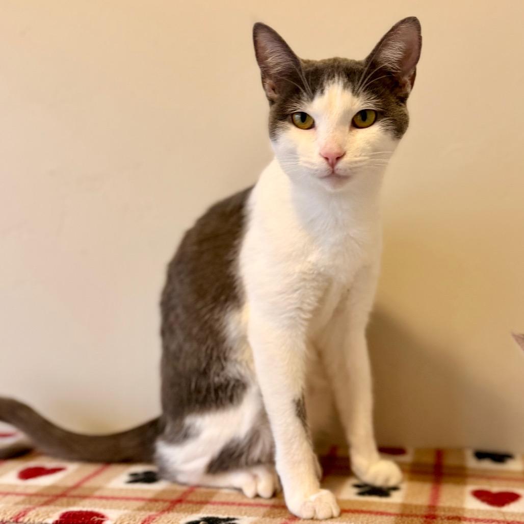 Jesse, Adoptable, Young Female Domestic Short Hair.