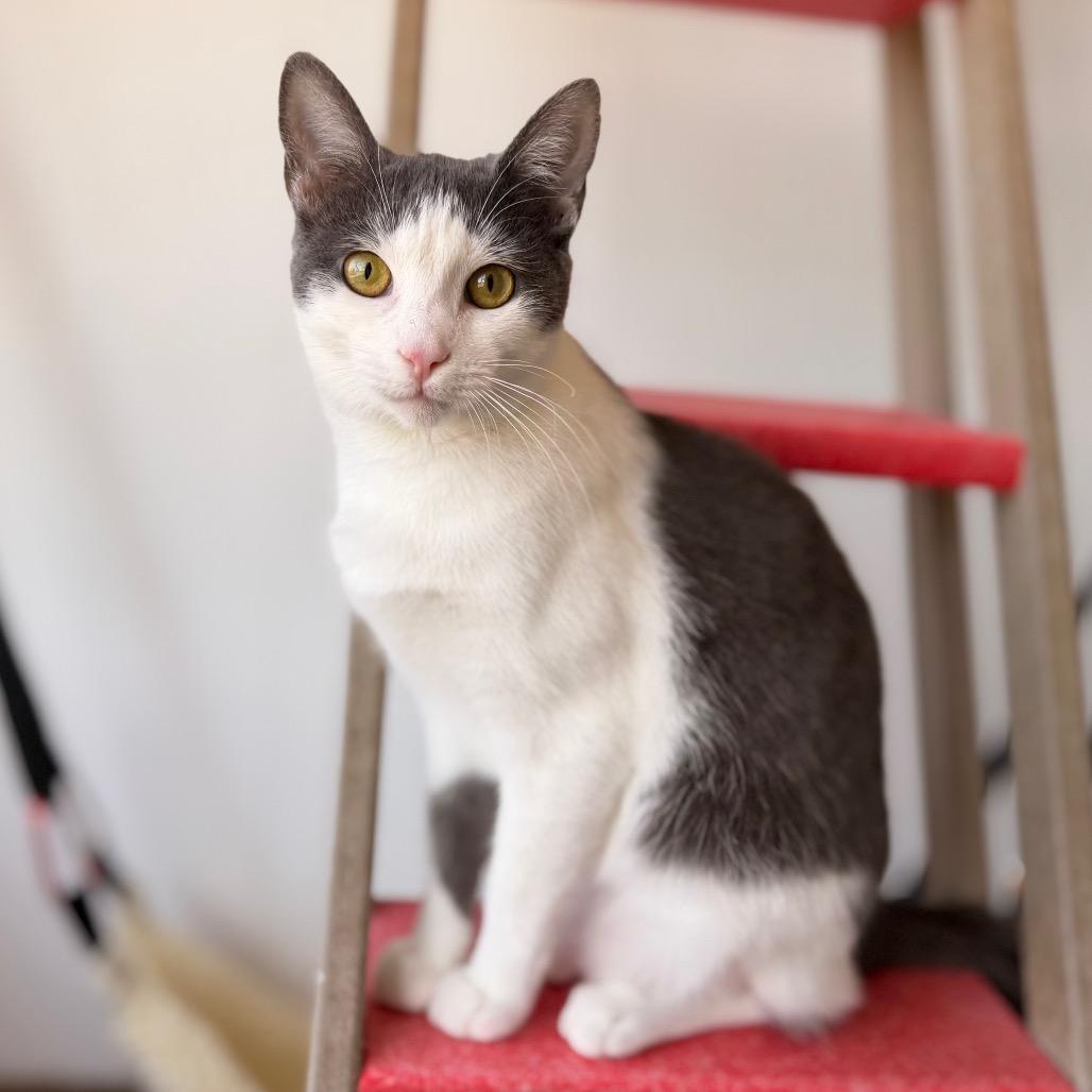 Enlarge Jesse, a Adoptable Domestic Short Hair in Green Bay, WI image 2/6