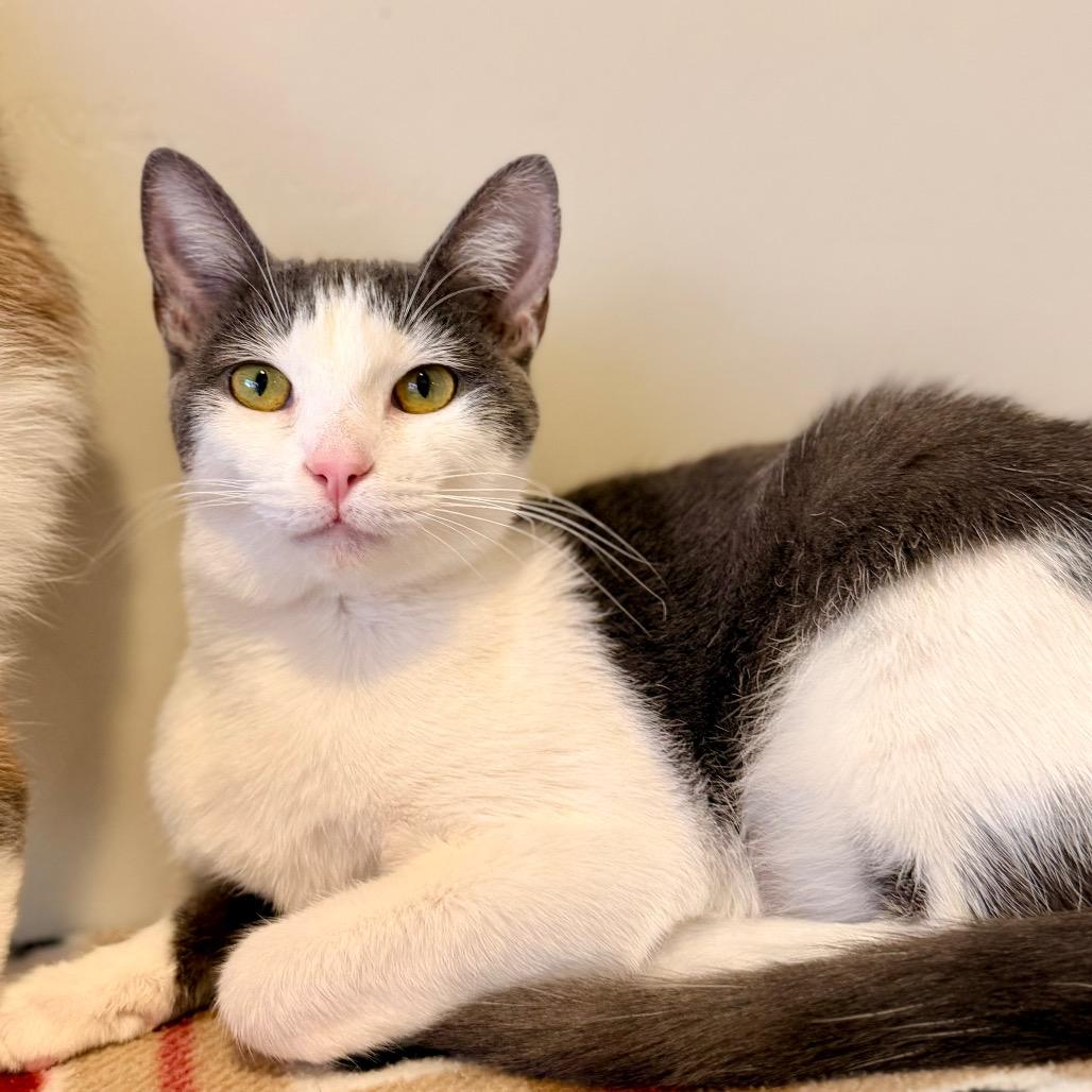 Enlarge Jesse, a Adoptable Domestic Short Hair in Green Bay, WI image 3/6