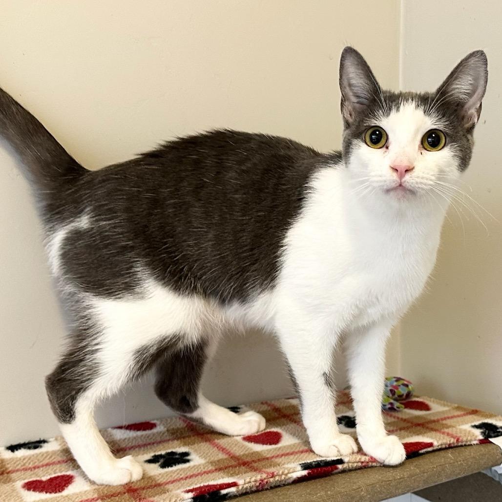 Enlarge Jesse, a Adoptable Domestic Short Hair in Green Bay, WI image 4/6