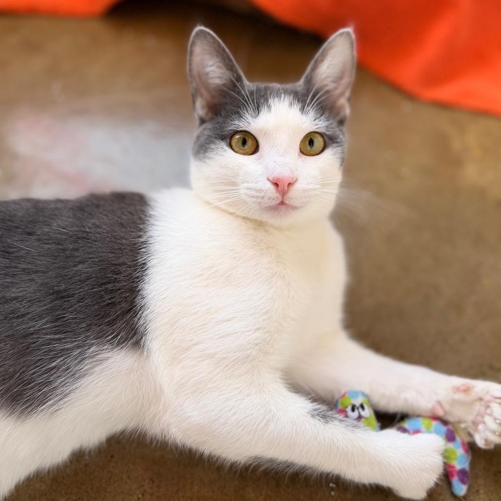 Enlarge Jesse, a Adoptable Domestic Short Hair in Green Bay, WI image 5/6