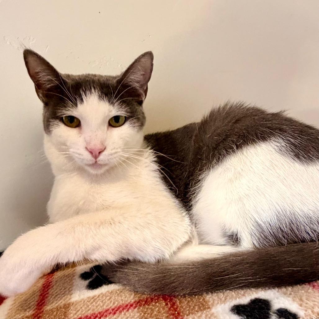 Enlarge Jesse, a Adoptable Domestic Short Hair in Green Bay, WI image 6/6