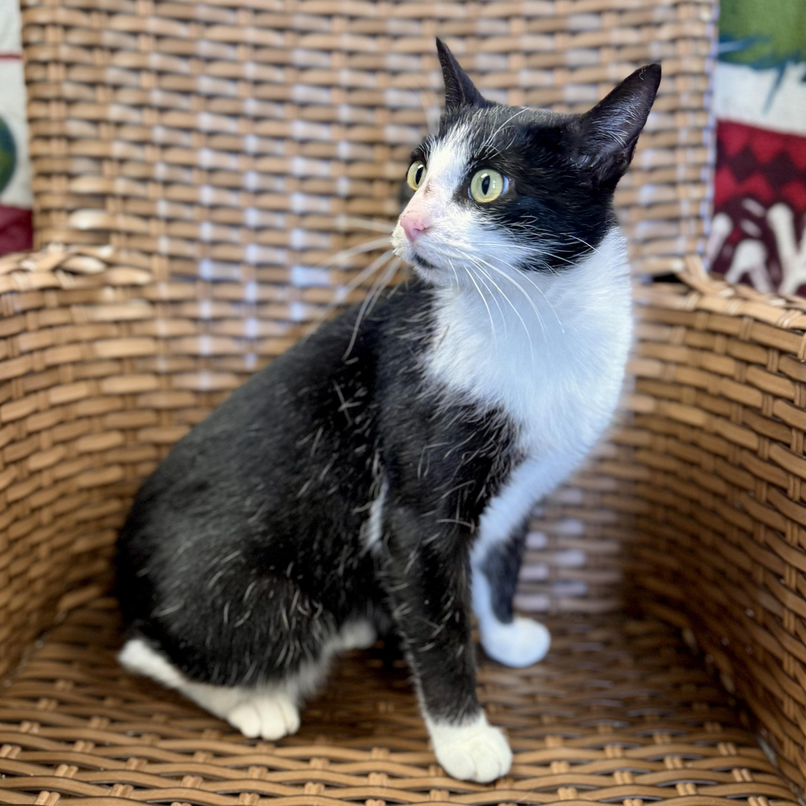 Enlarge Glacien, a ADOPTABLE Domestic Short Hair in Midland, MI image 2/5