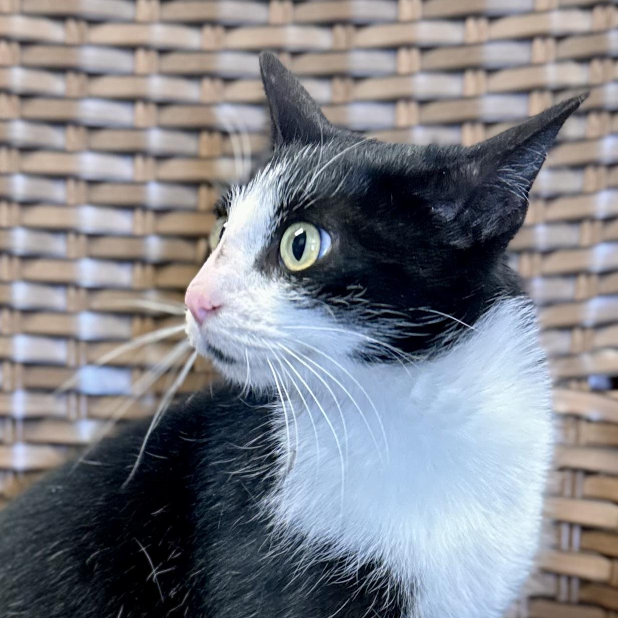 Enlarge Glacien, a ADOPTABLE Domestic Short Hair in Midland, MI image 3/5