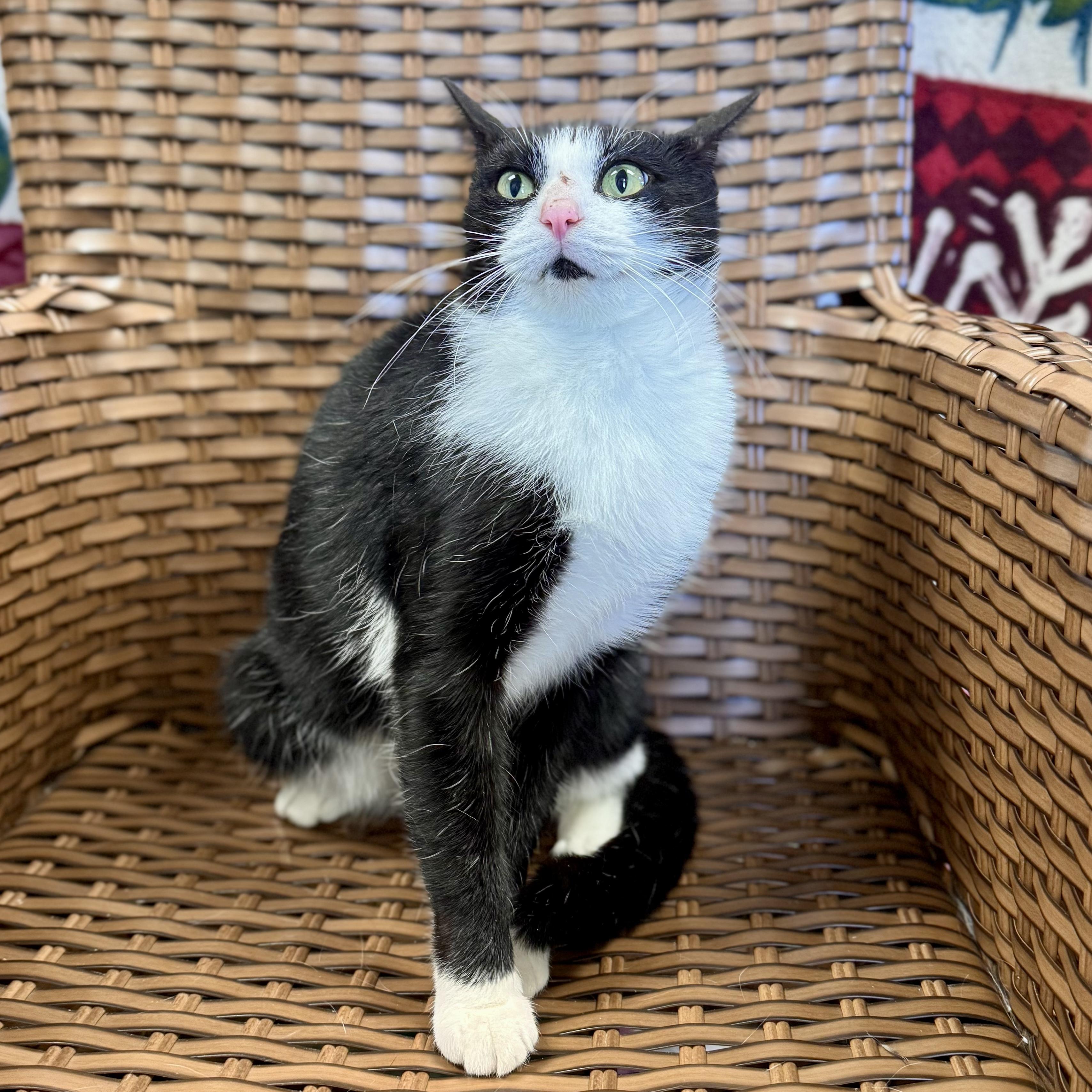 Enlarge Glacien, a ADOPTABLE Domestic Short Hair in Midland, MI image 4/5