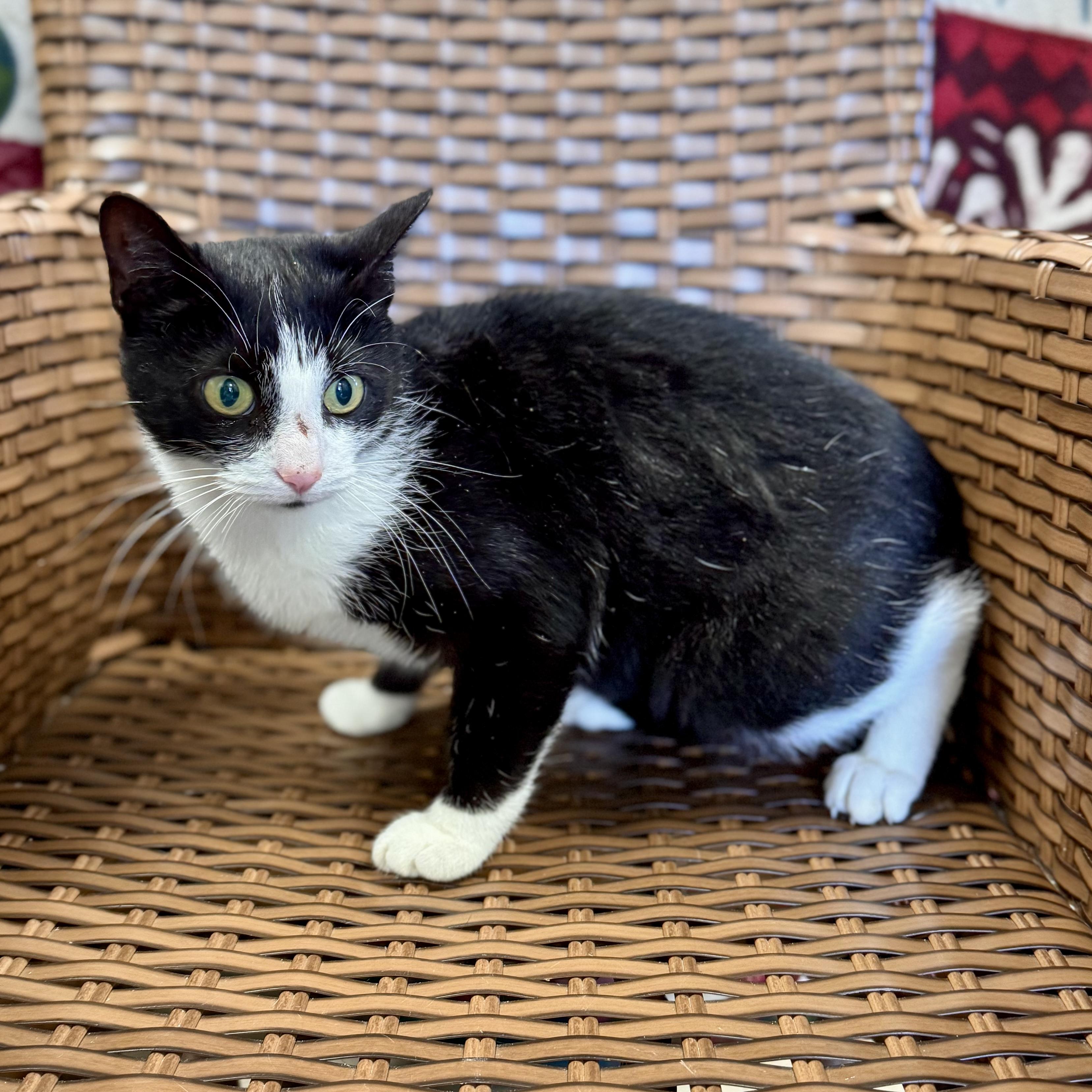 Enlarge Glacien, a ADOPTABLE Domestic Short Hair in Midland, MI image 5/5