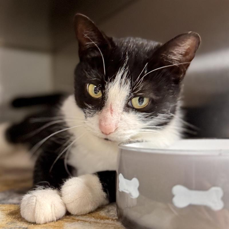 Glacien, ADOPTABLE, Young Female Domestic Short Hair.