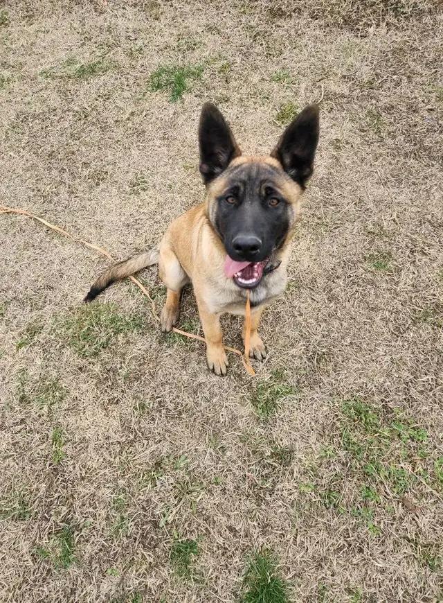 Chai, Adoptable, Young Female Belgian Shepherd / Malinois & German Shepherd Dog.