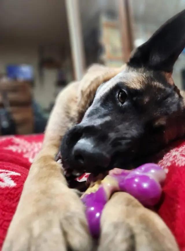 Chai, a Adoptable mixed breed in West Richland, WA image 2/3