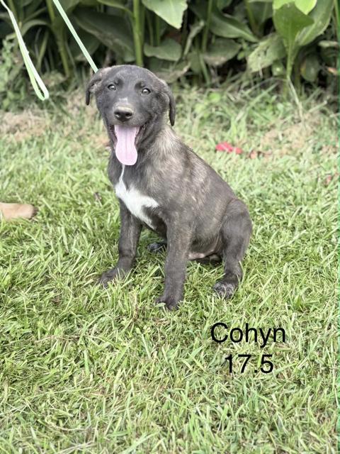 Cohyn, Adoptable, Young Male Hound & Flat-Coated Retriever.