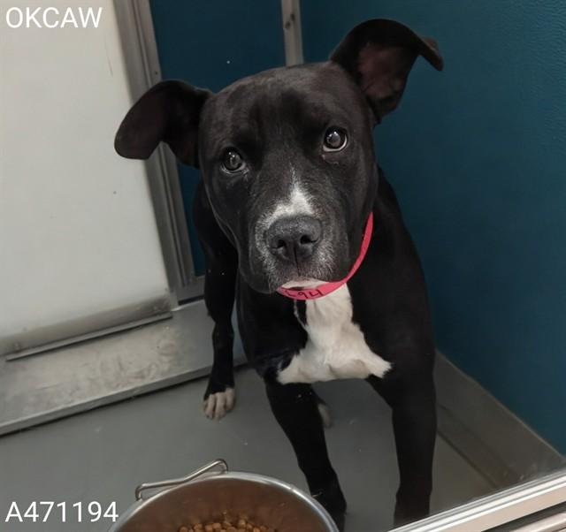 Enlarge CINDY LOU, a Adoptable Pit Bull Terrier in Oklahoma City, OK image 1/1