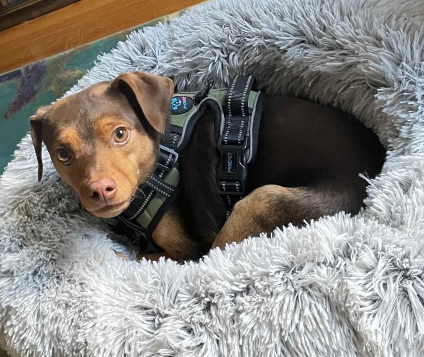 Bruiser, a Adoptable Miniature Pinscher in Hewitt, NJ image 1/4