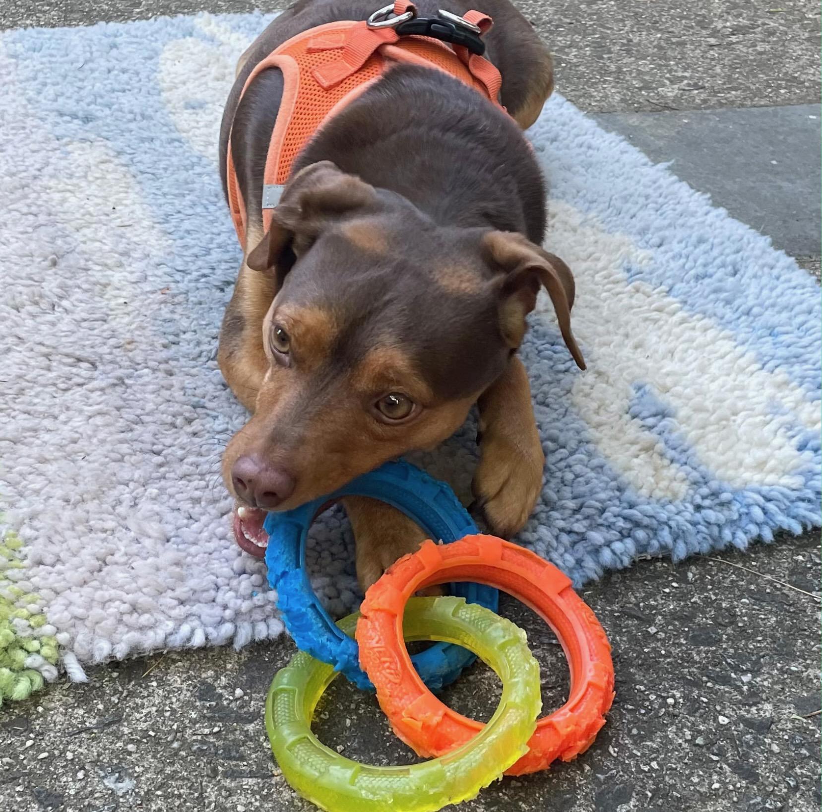 Bruiser, a Adoptable Miniature Pinscher in Hewitt, NJ image 2/4