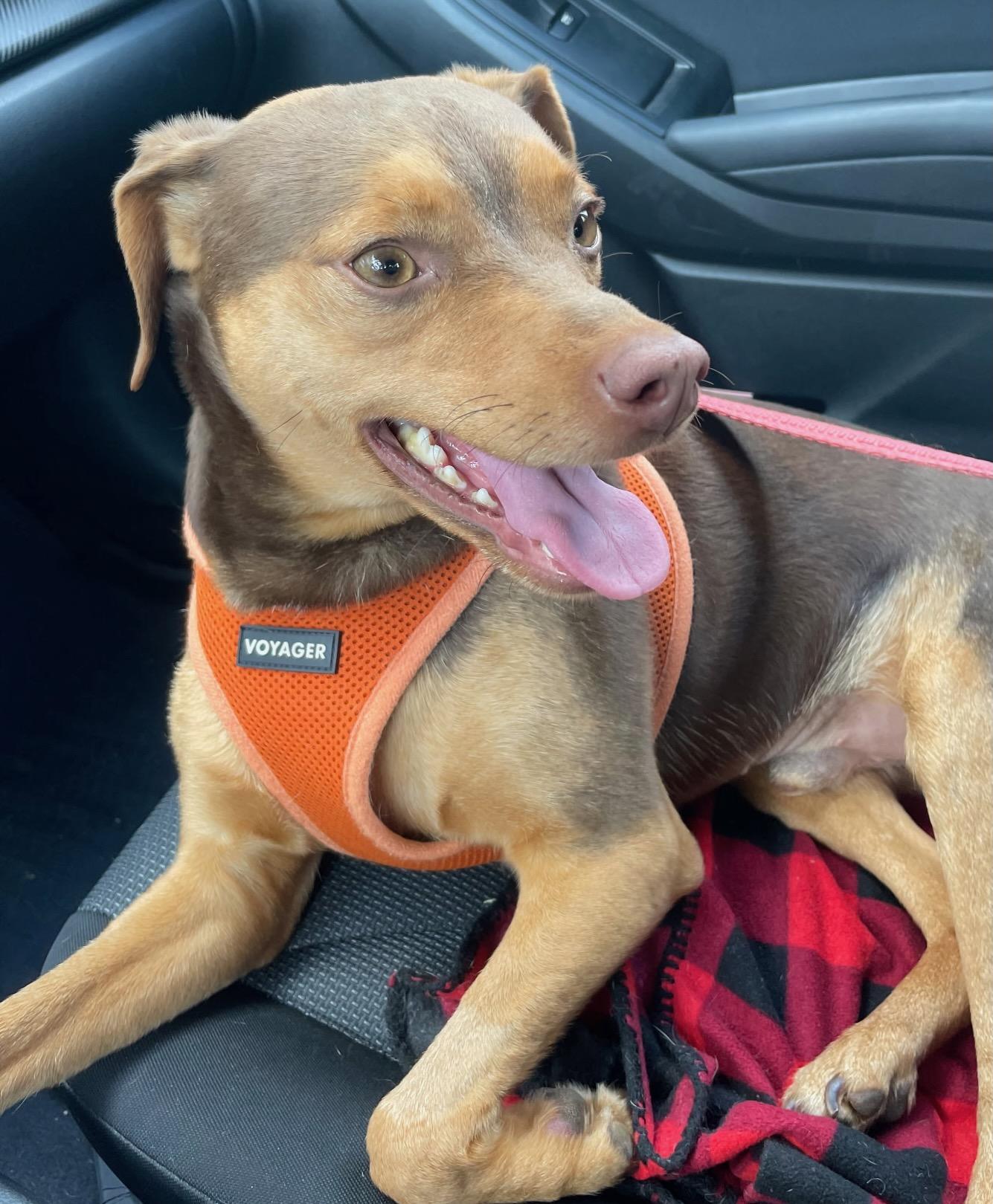 Bruiser, a Adoptable Miniature Pinscher in Hewitt, NJ image 3/4