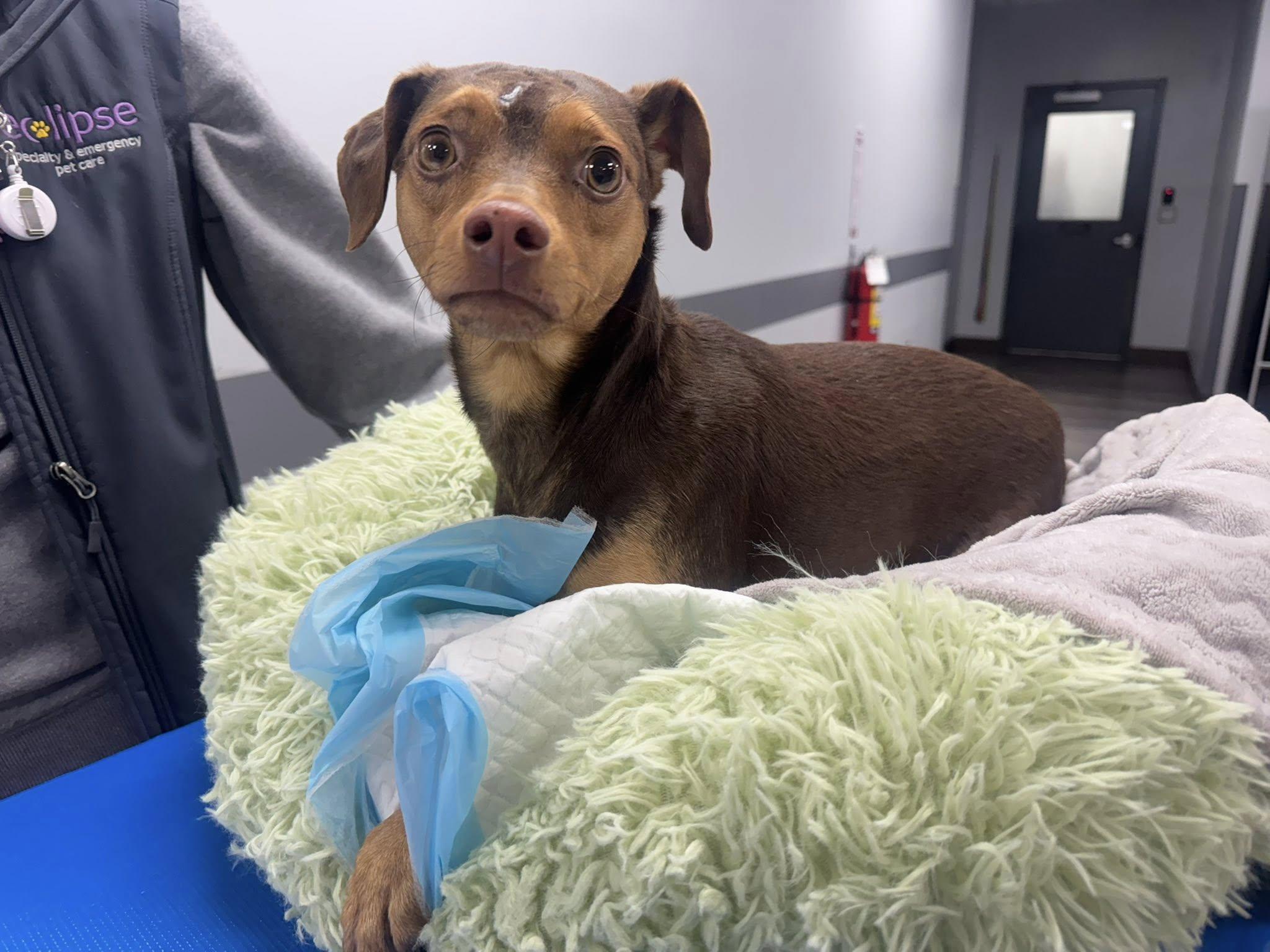 Bruiser, a Adoptable Miniature Pinscher in Hewitt, NJ image 4/4