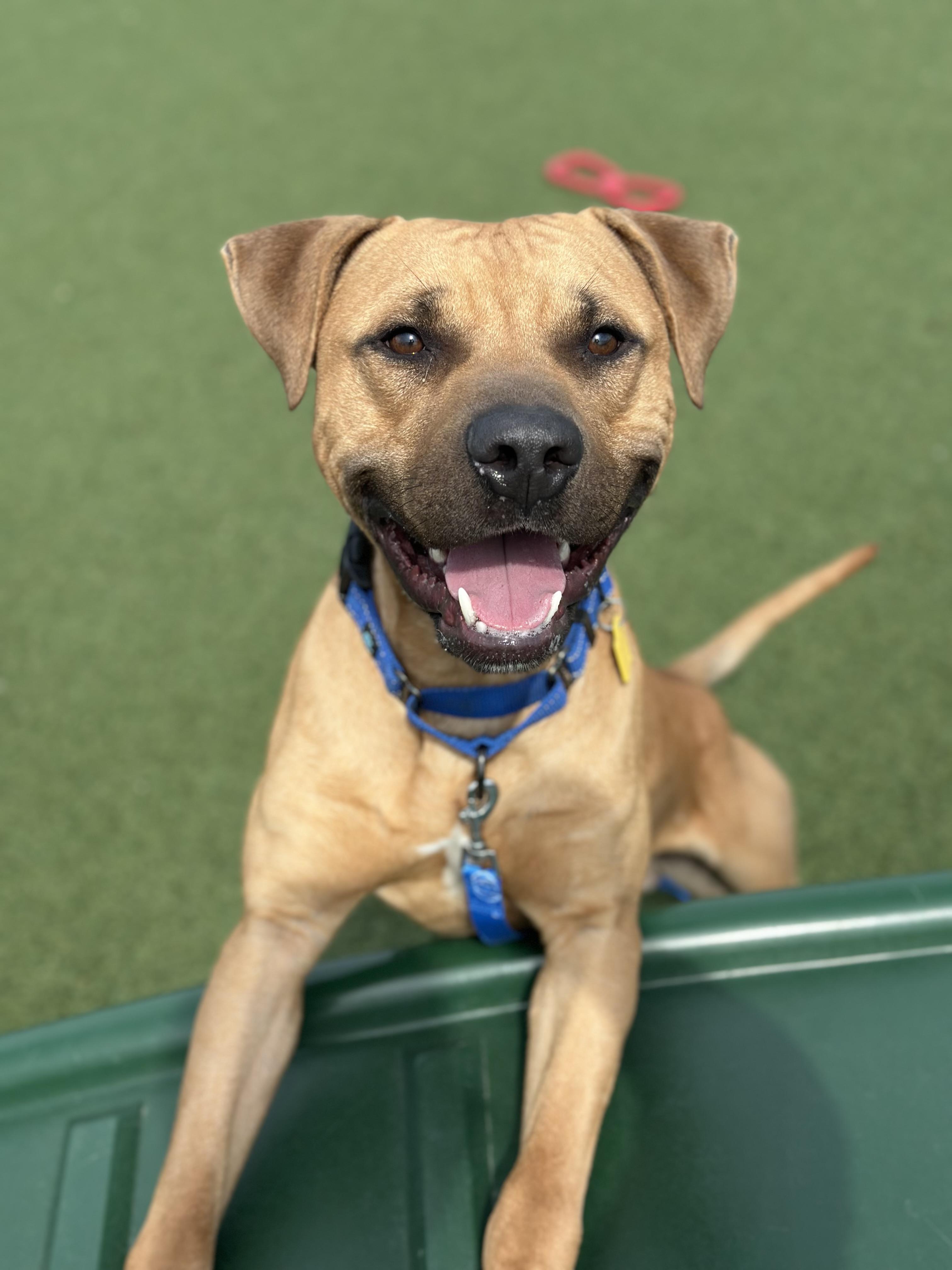 Enlarge Caden, a ADOPTABLE mixed breed in Cleveland, OH image 2/6