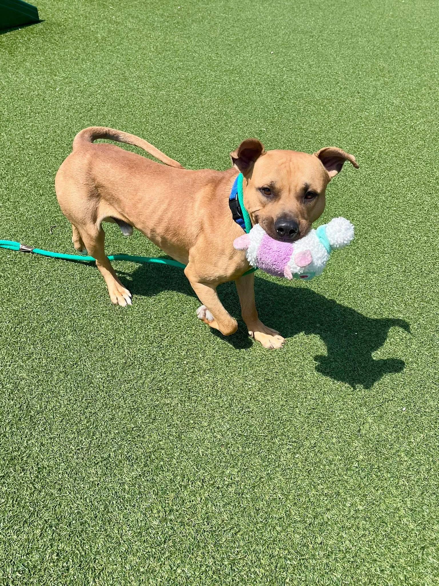 Enlarge Caden, a ADOPTABLE mixed breed in Cleveland, OH image 5/6