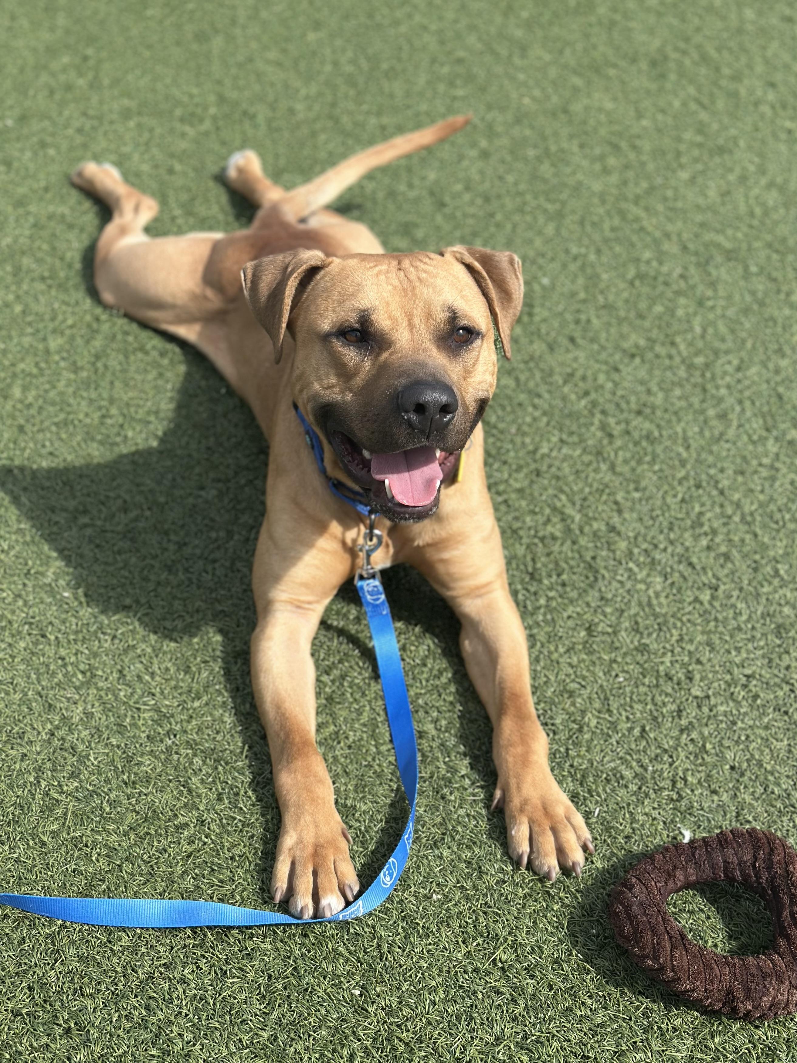 Enlarge Caden, a ADOPTABLE mixed breed in Cleveland, OH image 3/6
