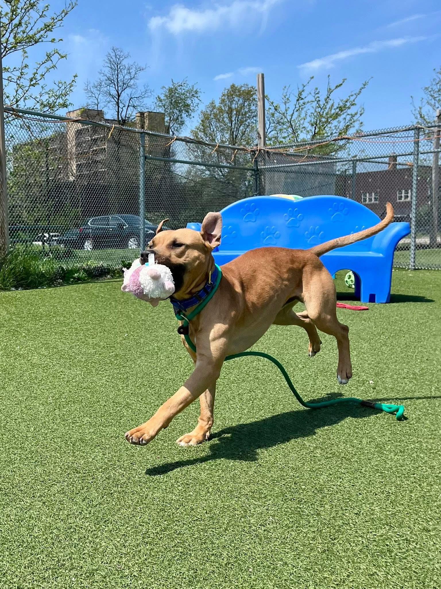 Enlarge Caden, a ADOPTABLE mixed breed in Cleveland, OH image 4/6