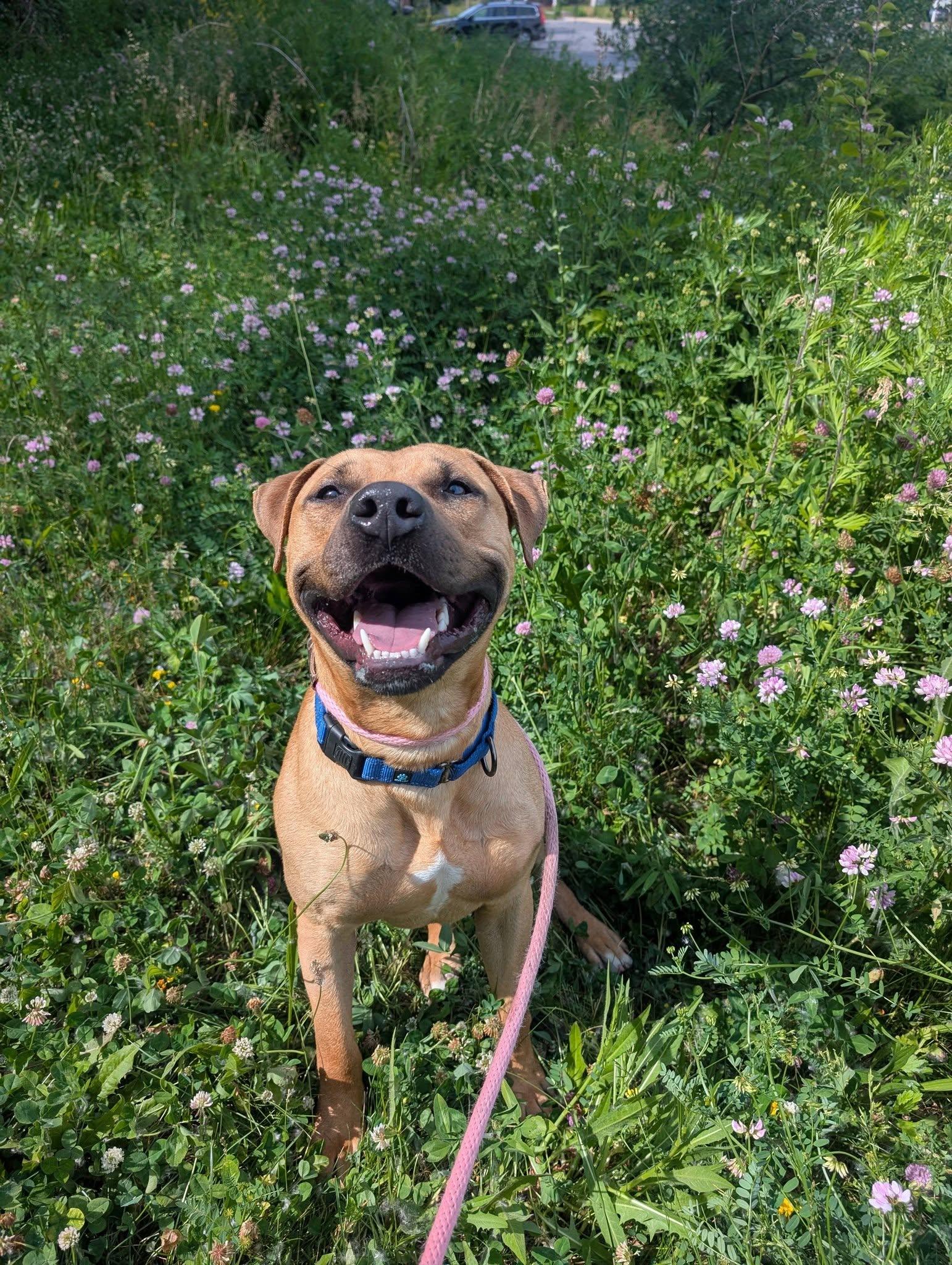Caden, ADOPTABLE, Young Male Pit Bull Terrier.