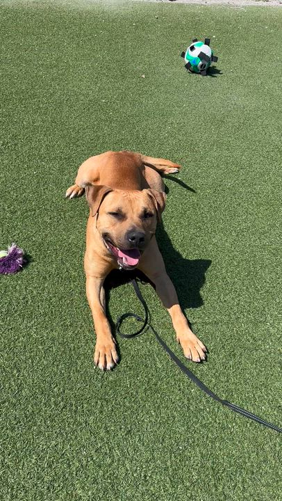 Enlarge Caden, a ADOPTABLE mixed breed in Cleveland, OH video 6/6