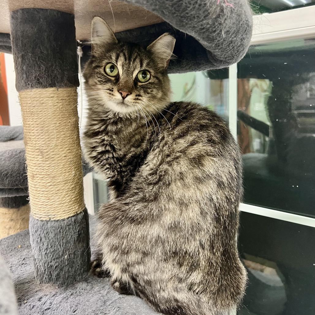 Mama Kitty, Adoptable, Adult Female Domestic Medium Hair.