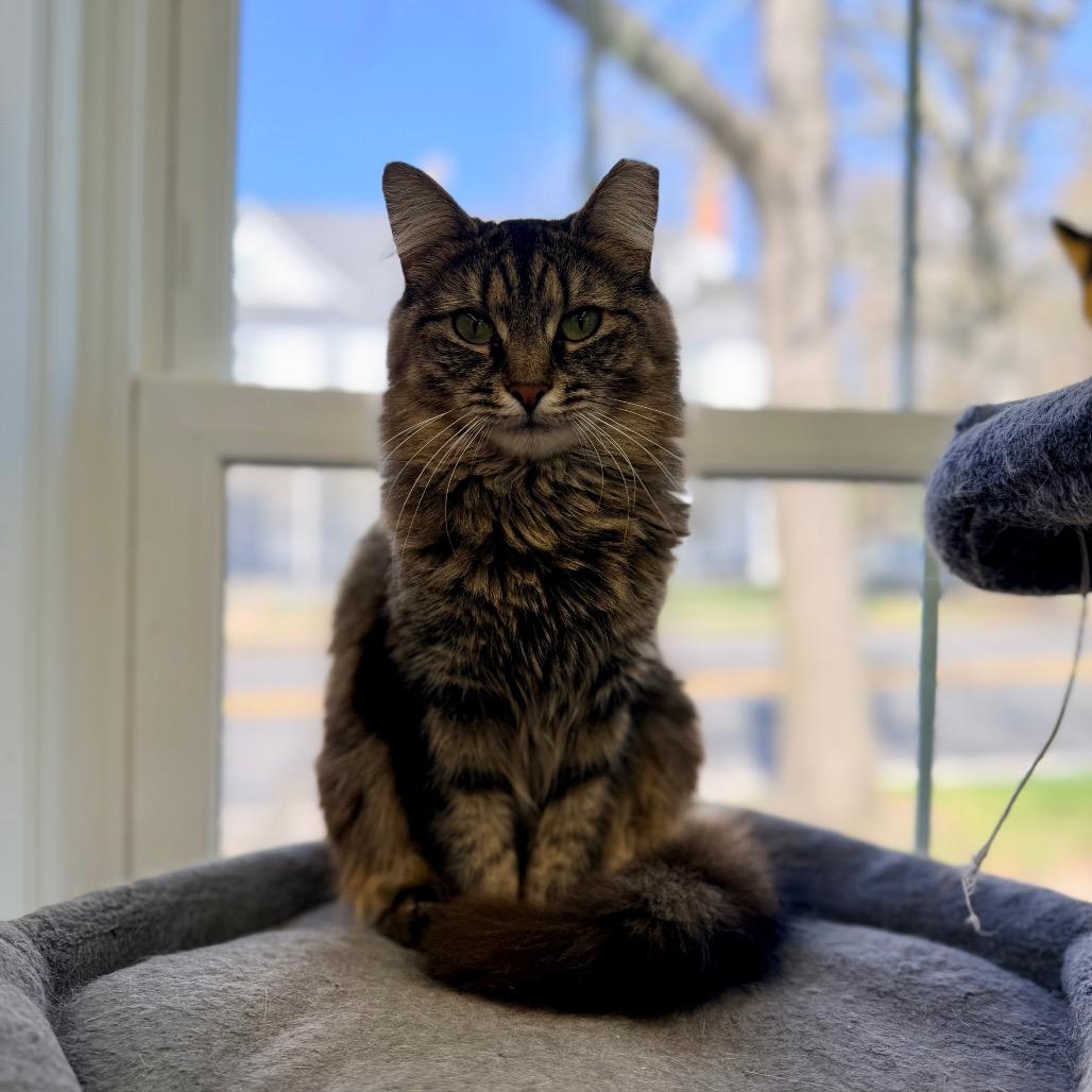 Enlarge Mama Kitty, a Adoptable Domestic Medium Hair in Mount Laurel, NJ image 2/5