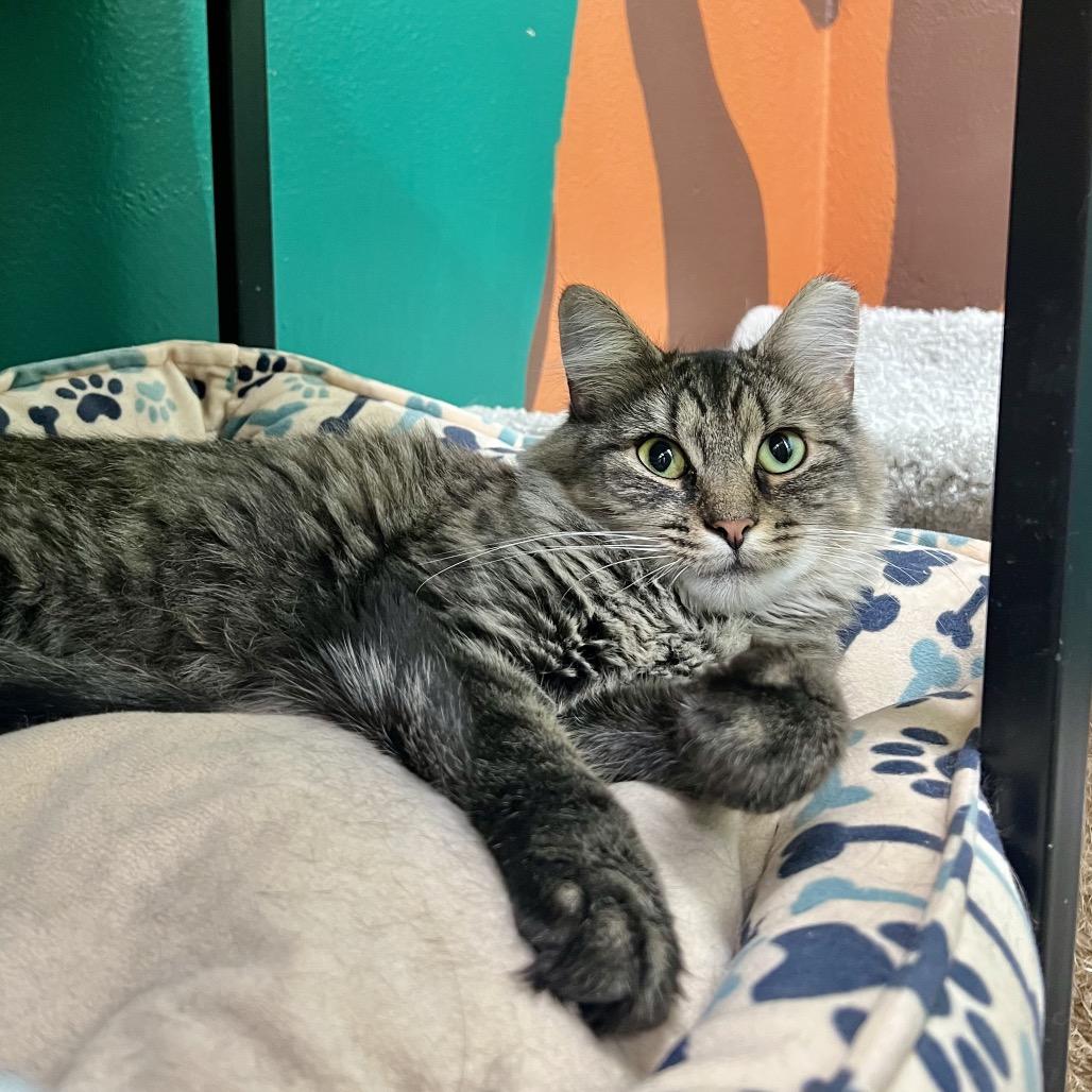 Enlarge Mama Kitty, a Adoptable Domestic Medium Hair in Mount Laurel, NJ image 3/5