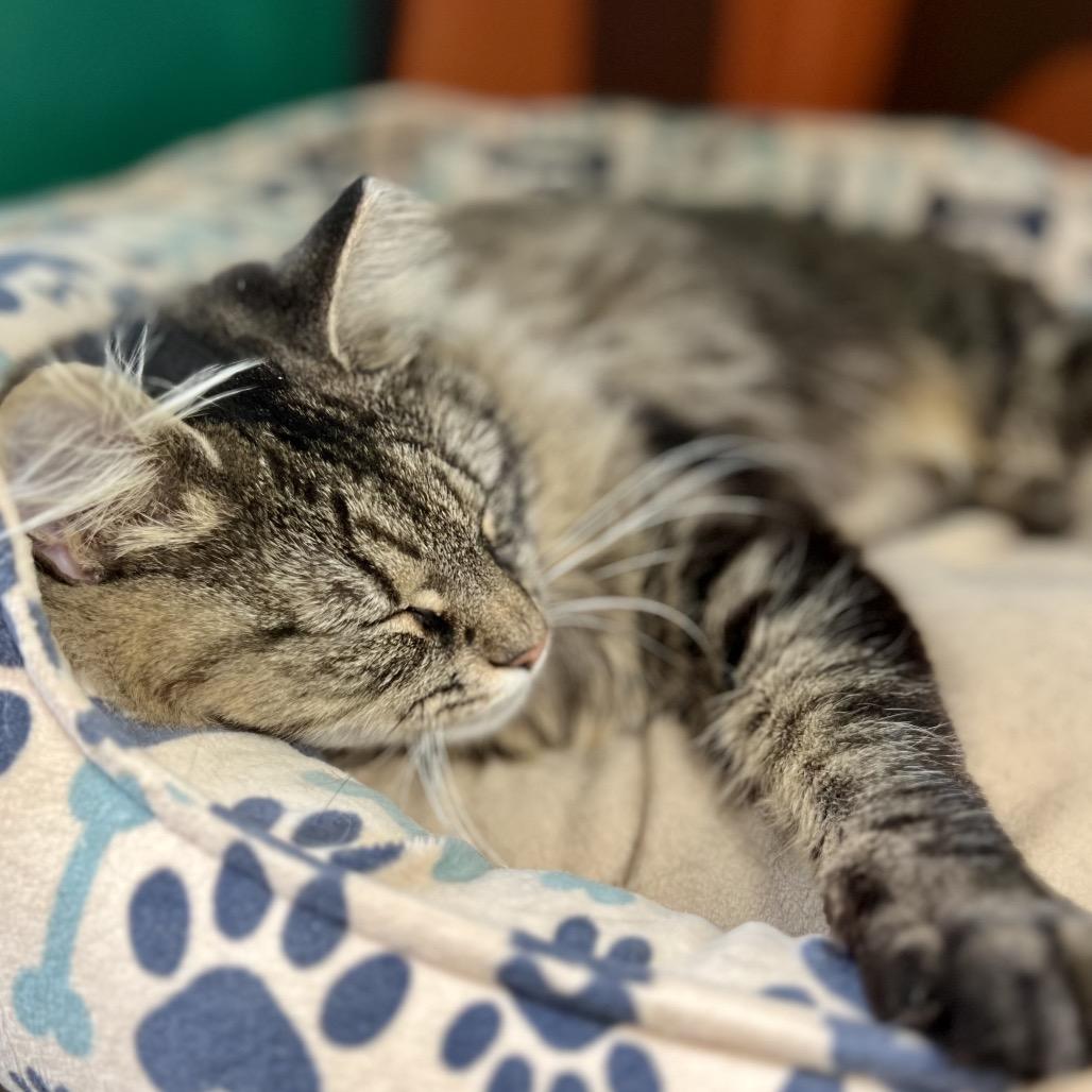 Enlarge Mama Kitty, a Adoptable Domestic Medium Hair in Mount Laurel, NJ image 4/5