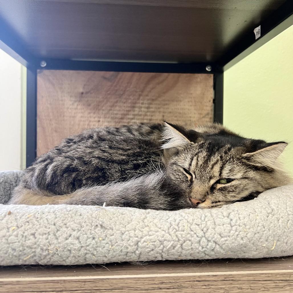 Enlarge Mama Kitty, a Adoptable Domestic Medium Hair in Mount Laurel, NJ image 5/5