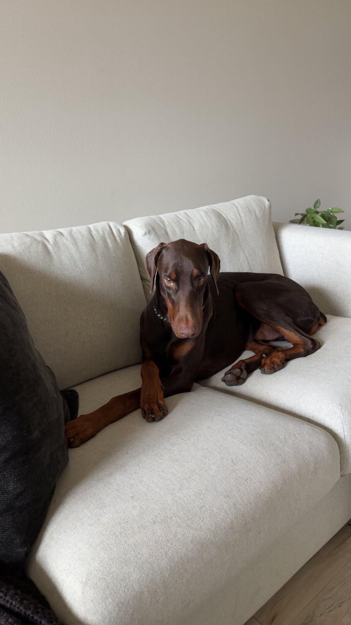 Duke, Adoptable, Young Male Doberman Pinscher.