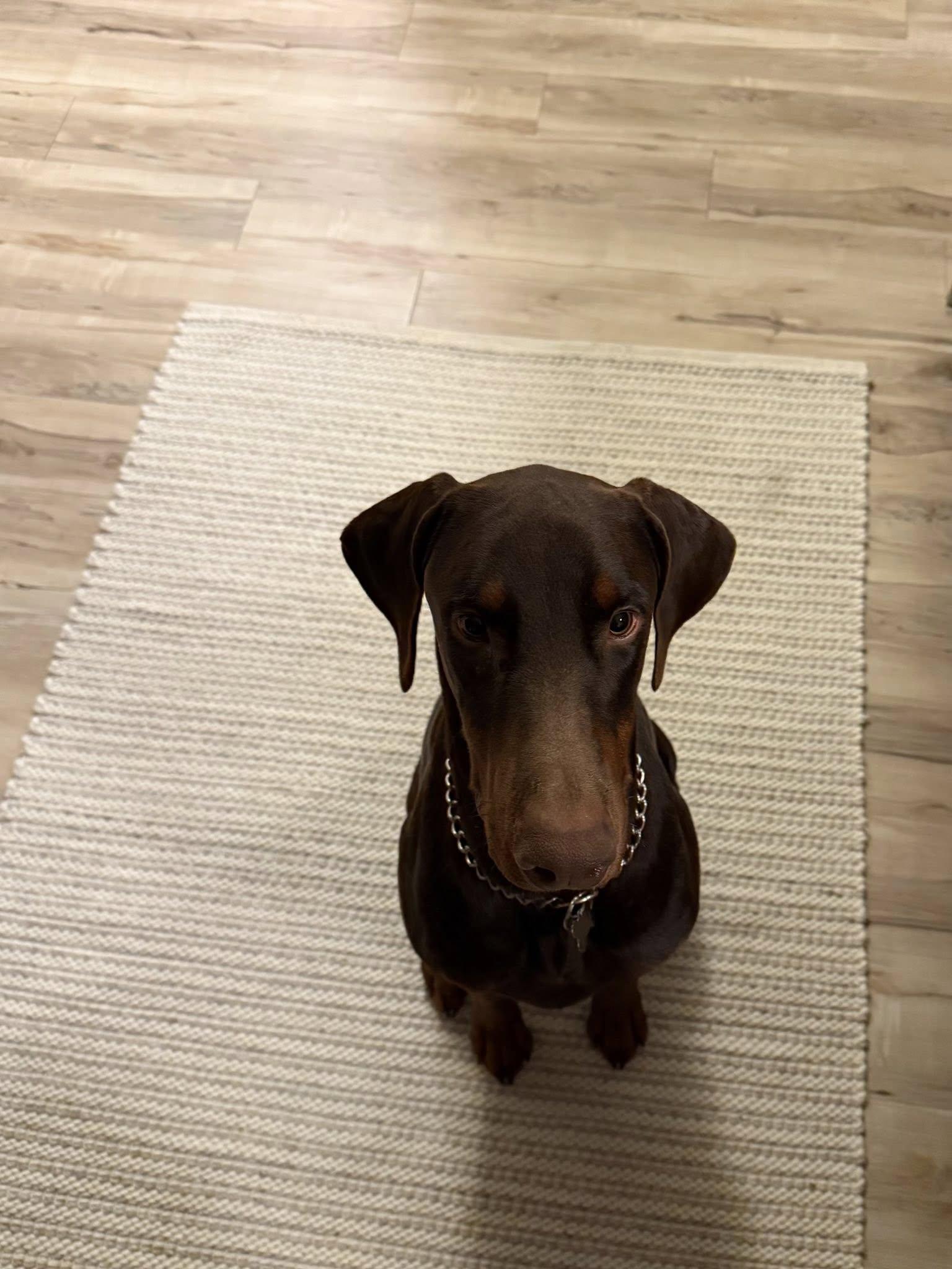 Enlarge Duke, a Adoptable Doberman Pinscher in Elkhorn, WI image 2/5