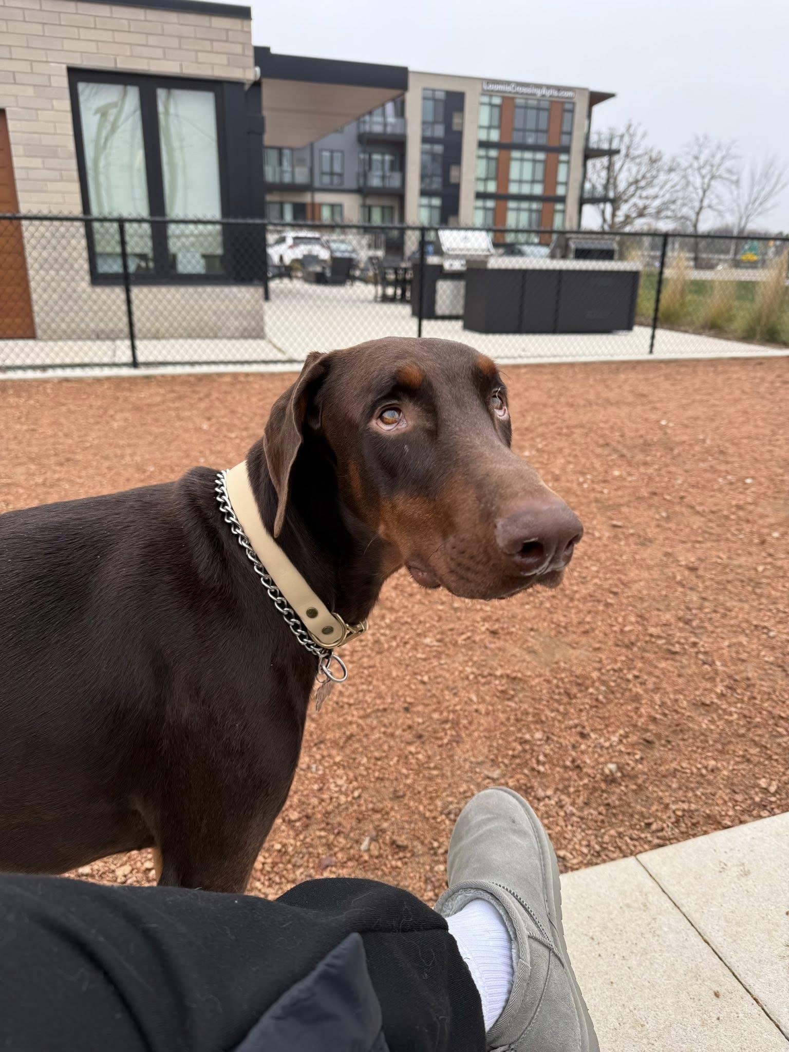 Enlarge Duke, a Adoptable Doberman Pinscher in Elkhorn, WI image 3/5