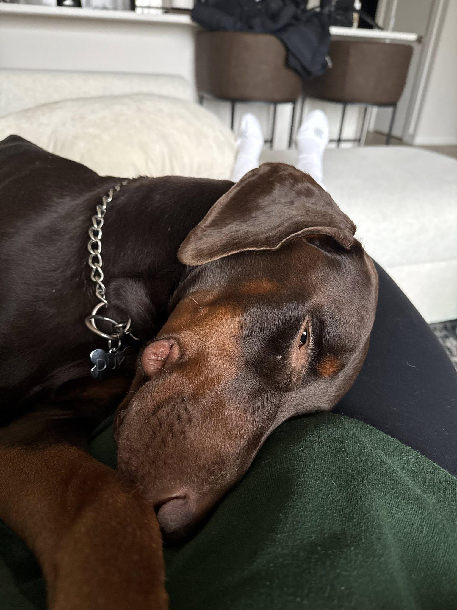 Enlarge Duke, a Adoptable Doberman Pinscher in Elkhorn, WI image 4/5